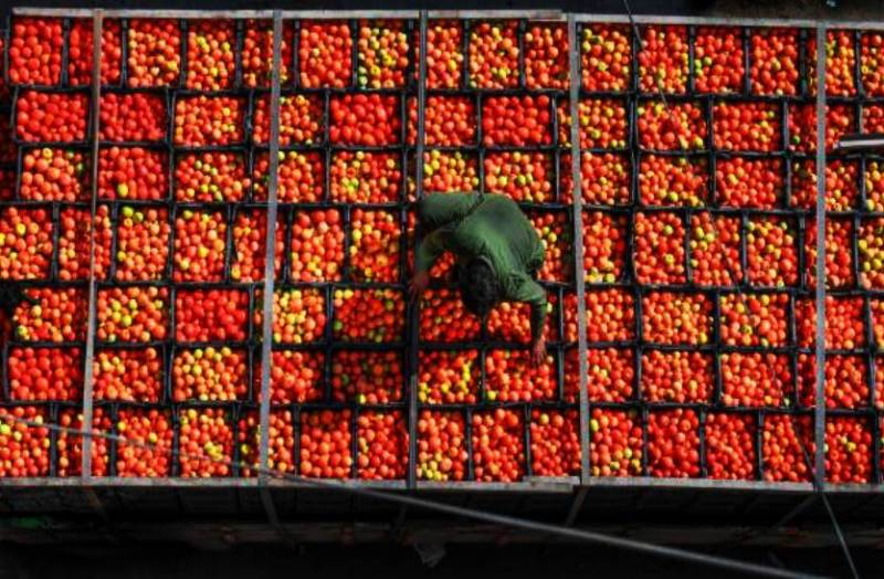 relieving_news_on_tomato_prices_will_come_down_soon_in_mp_and_all_over_india_why_hiked_tomato_price_in_the_indian_market.jpg