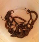 lot of snakes in the house, there was a stir on seeing it