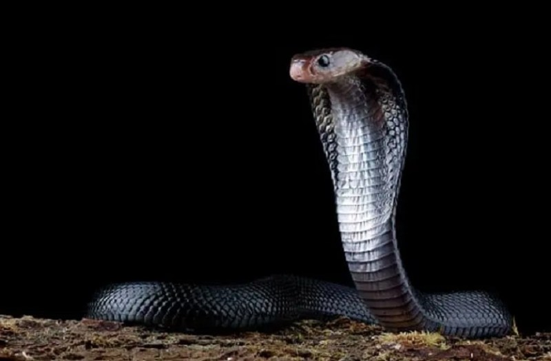 विश्व सांप दिवस: राजस्थान में सांपों की 37 प्रजातियां, जयपुर में हर दिन पकड़े जाते है 6—7 कोबरा