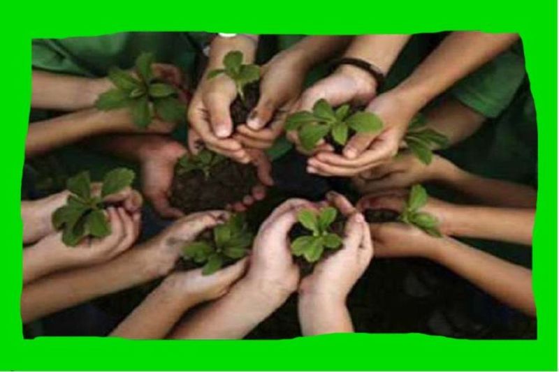 वन विभाग की अनोखी पहल , अब घर बैठे कीजिए पौधों की ऑनलाइन बुकिंग