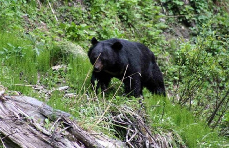 Bear Terror : गांव में घूम रहे जंगली भालू, लोगों में फैली दहशत, वीडियो बनाकर सोशल मीडिया में किया वायरल
