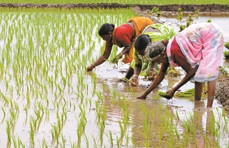 Due to the grace of monsoon, there was a boom in agricultural work