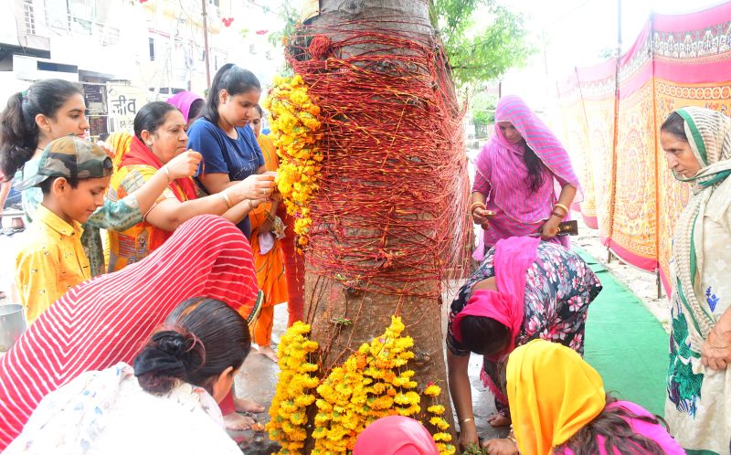 हरियाली अमावस्या पर पूजे कल्पवृक्ष, कई जगह मेले भरे