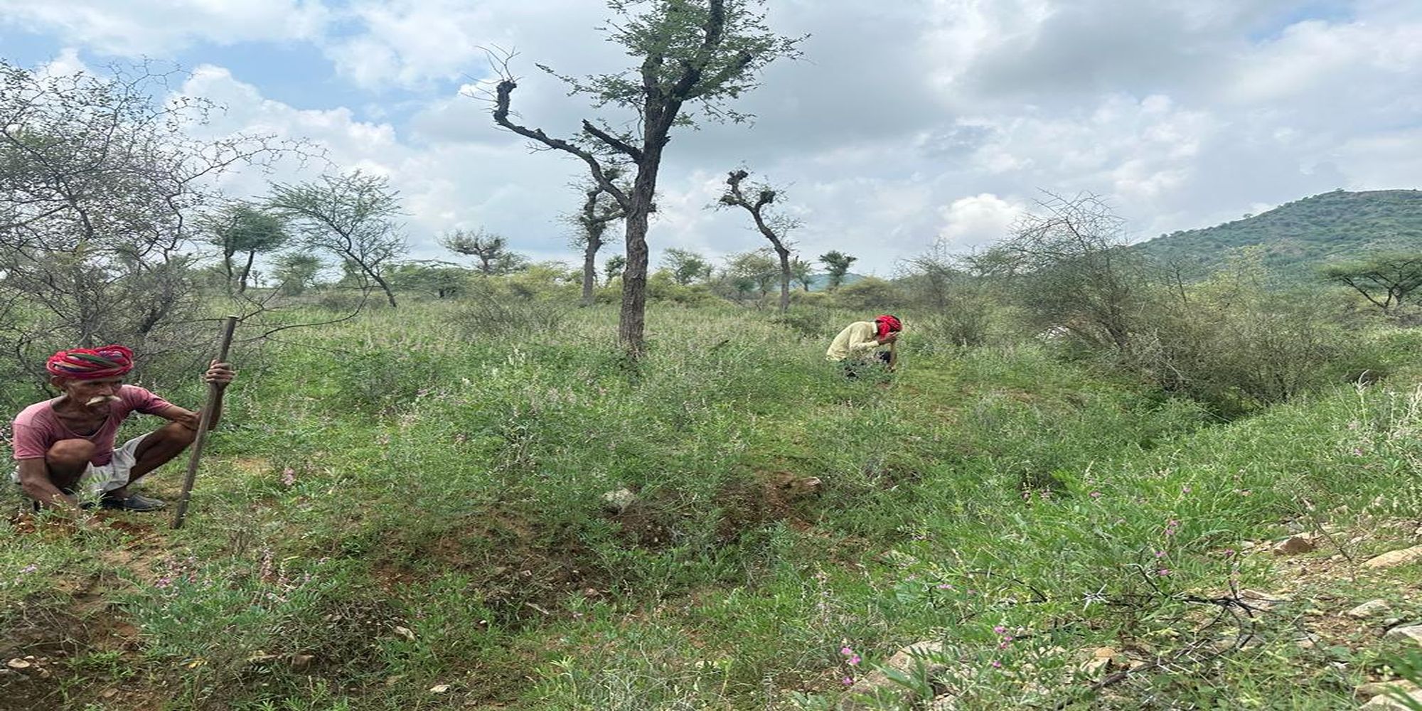 VIDEO…प्रदेश के इस जिले में अब खेजड़ी नहीं, बल्कि करौंदा फल के मिलेंगे पेड़…