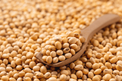 फिर सोयाबीन में नाम कमाएगा नर्मदापुरम, तीन साल में बढ़ाया 7 हजार हैक्टेयर रकबा