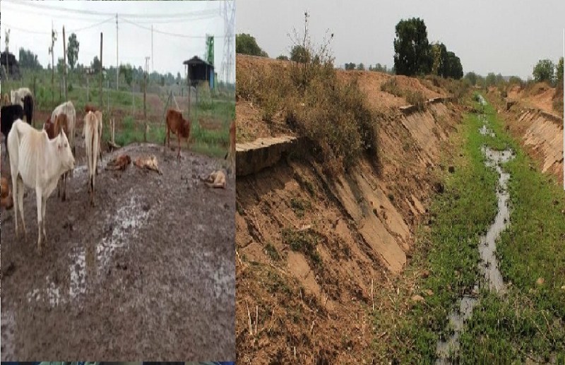 CG Assembly Election 2023 : 32 साल बाद भी नहर किनारे के खेतों में सूखा, गोठान से सरकारी खजाना कर रहे बर्बाद, अनाज के लिए तरसे ग्रामीण