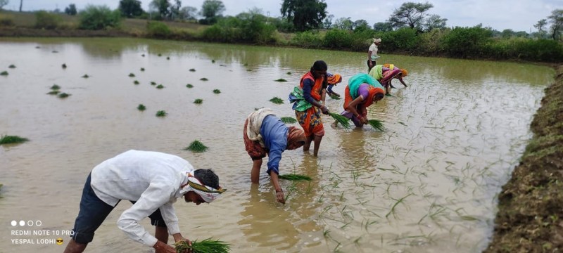 छोटे किसानों के लिए महंगी साबित हो रही धान की रोपाई