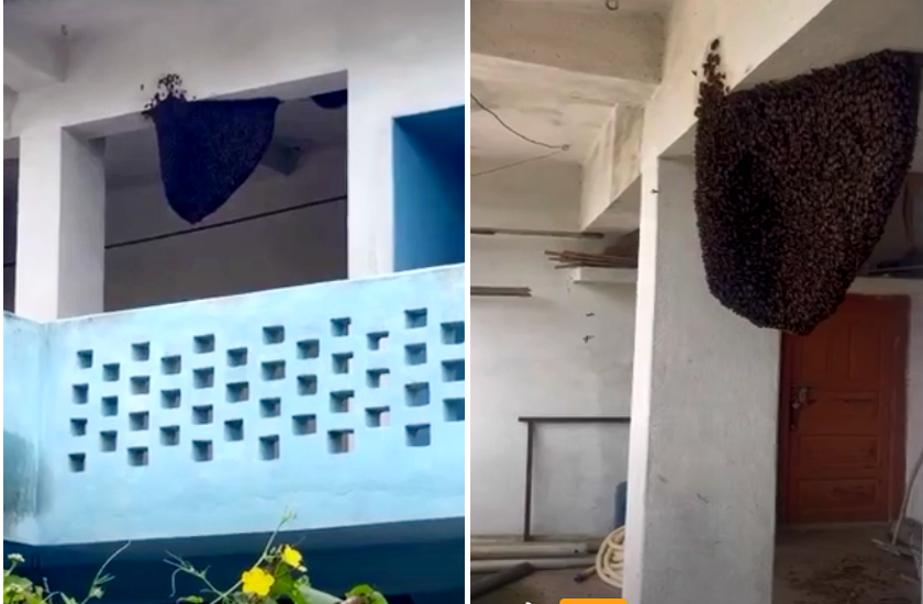 honey bee in home