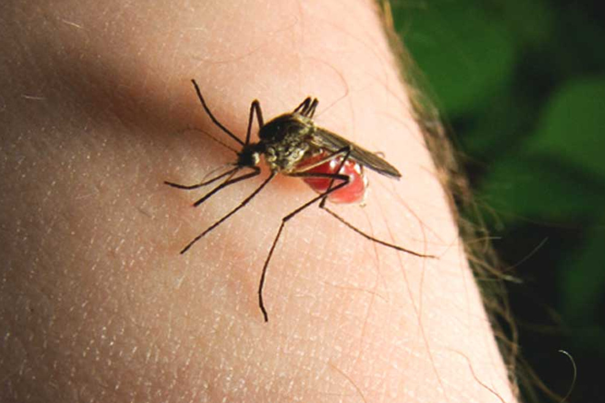 mosquitoes.jpg