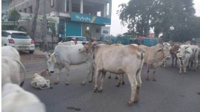 मवेशी बने मुसीबत: हाइवे पर मवेशियों के झुंड रोक रहे रास्ता, नहीं छोड़े जा रहे जंगल