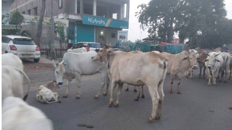 मवेशी बने मुसीबत: हाइवे पर मवेशियों के झुंड रोक रहे रास्ता, नहीं छोड़े जा रहे जंगल