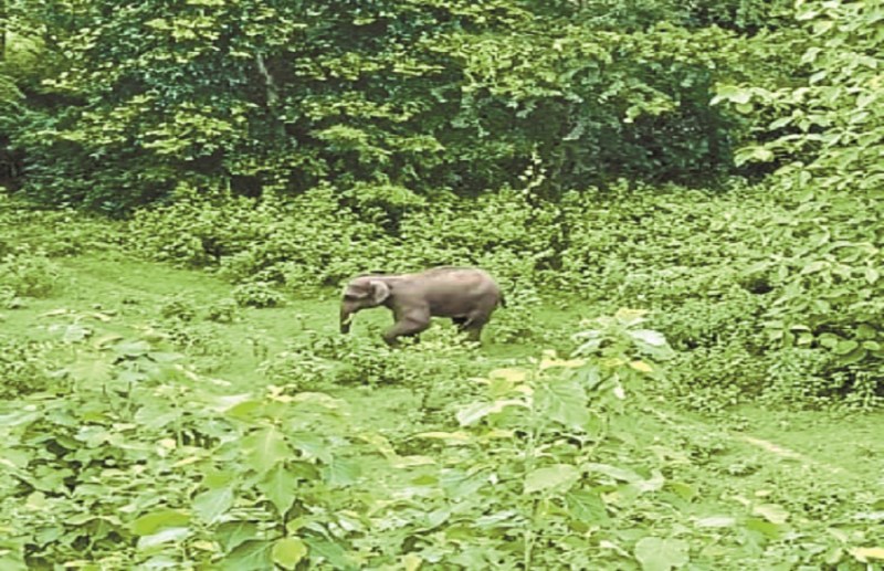 Gajraj entered the residential area