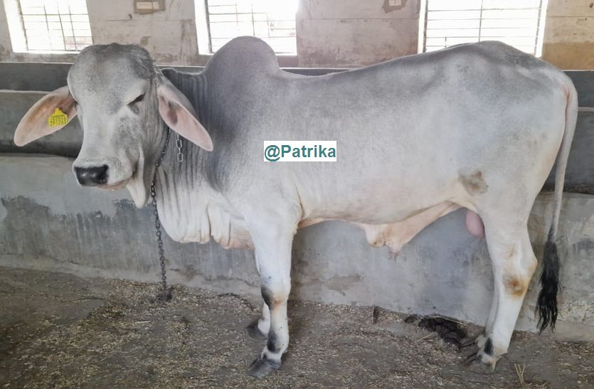 थारपारकर… एमपी से लेकर मेघालय तक राजस्थान की गाय की डिमांड, देती है अच्छा दूध