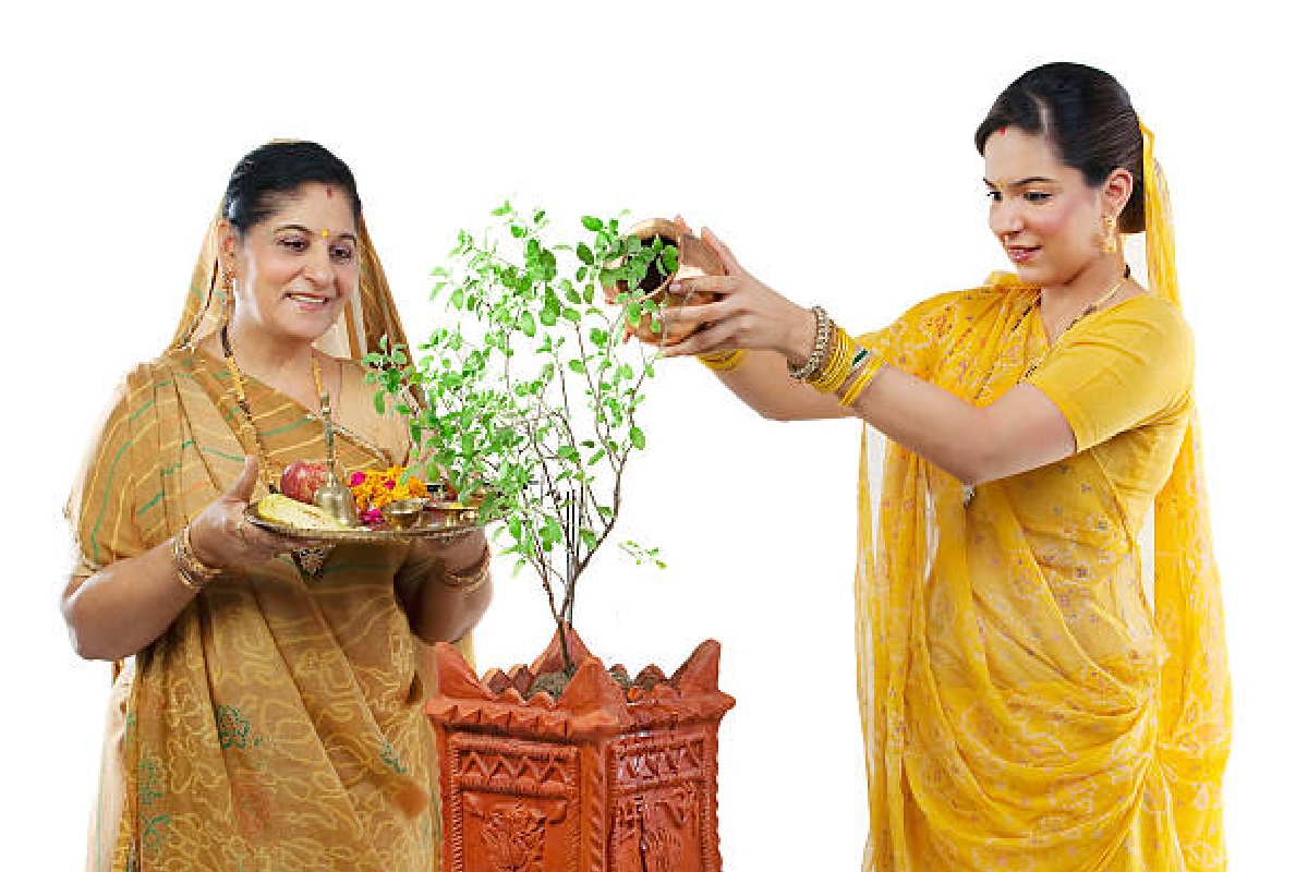tulsi_plant_water-1.jpg