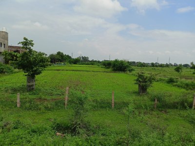 बायपास पर पसर रहा अतिक्रमण, प्रशासन द्वारा लगाए पौधे और ट्री गार्ड भी उखाड़ फेंके