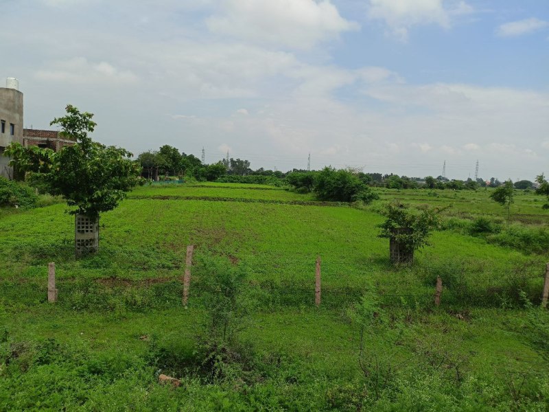 बायपास पर पसर रहा अतिक्रमण, प्रशासन द्वारा लगाए पौधे और ट्री गार्ड भी उखाड़ फेंके