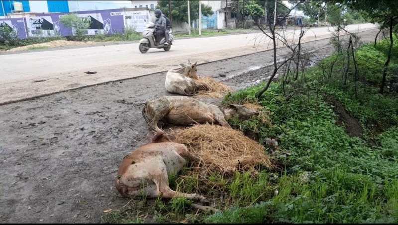 तेज रफ्तार वाहन ने सड़क पर बैठे 11 मवेशियों को रौंद डाला