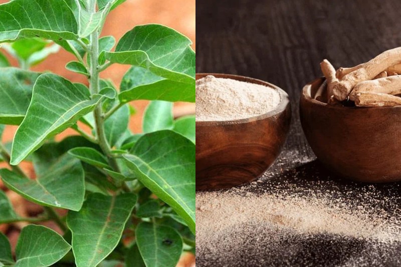 ashwagandha_health_benefits.jpg