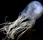 डुमस बीच पर पानी की तरह दिखने वाली जेली फिश मिली