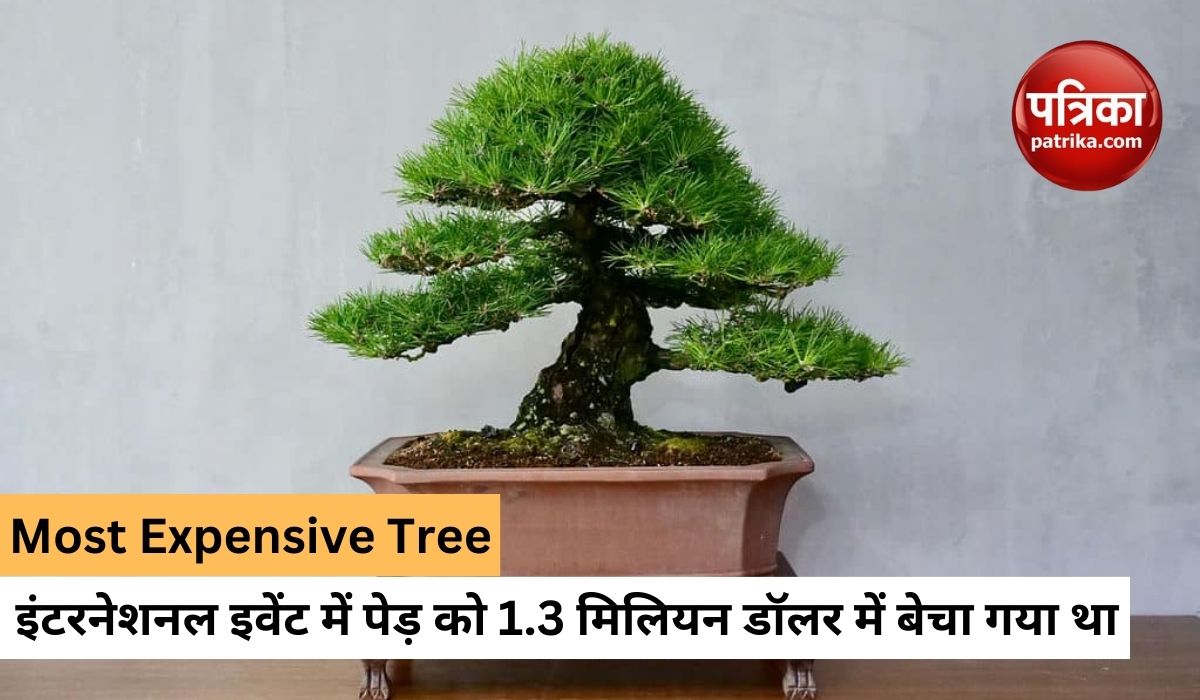 pine_bonsai_is_world_most_expensive_tree_look_like_an_umbrella.jpg
