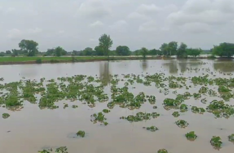 Ghaggar River Flood rajasthan Sri Ganganagar latest update