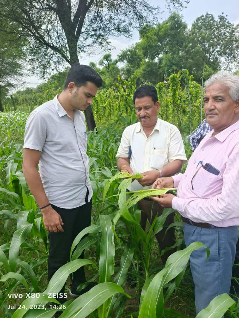 मक्का और रतालू की फसल में फैली ऐसी बीमारी की वैज्ञानिकों को पड़ा बुलाना