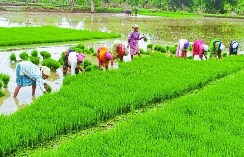 cg rain : असामान्य वर्षा से किसानों की चिंता बढ़ी, सोंडूर बांध के पानी के भरोसे हो रहा खेती का काम
