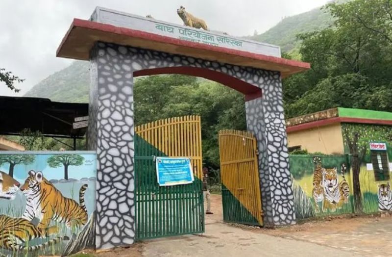 Tiger Nursery To Be Built Once Again In Alwar Rajasthan