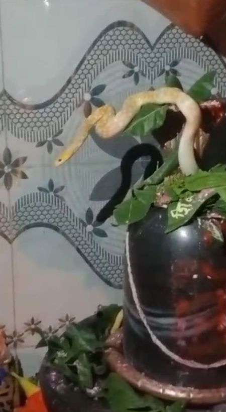 Where did the white snake come and sit on the Shivling of Bholenath?,Where did the white snake come and sit on the Shivling of Bholenath?