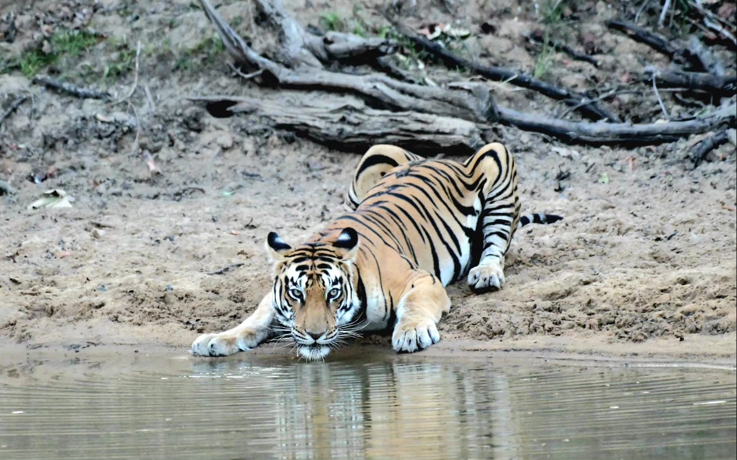 हम हैं टाइगर स्टेट: रेंकिंग में देश के 51 टाइगर रिजर्व में एसटीआर दूसरे नंबर पर, अब पहले नंबर की करेंगे तैयारी