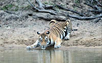हम हैं टाइगर स्टेट: रेंकिंग में देश के 51 टाइगर रिजर्व में एसटीआर दूसरे नंबर पर, अब पहले नंबर की करेंगे तैयारी
