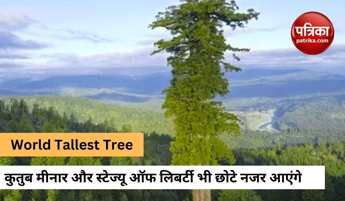 california_hyperion_is_the_world_tallest_tree_know_its_specialty.jpg