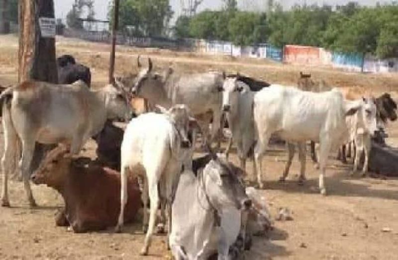 PM FASAL BIMA YOJANA : 16 अगस्त तक बढ़ी अंतिम तारीख , अब जल्दी से करा लें पूरा प्रोसेस