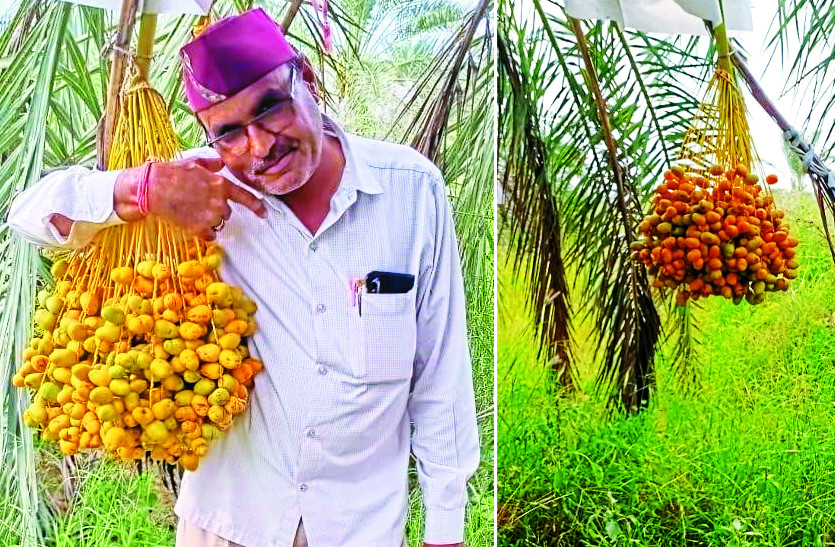 palm_tree.jpg