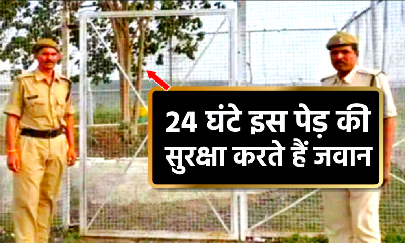 India’s first VVIP tree