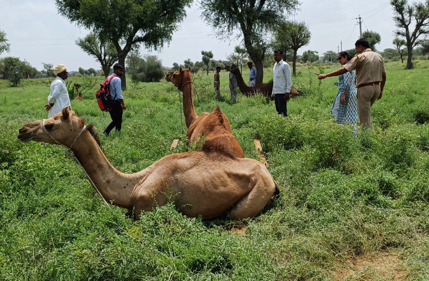smuggling_of_camels.jpg