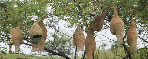 Handicraft of Baya bird: Beautiful houses are being made by adding straws...... see photos