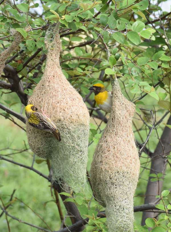 Handicraft of Baya bird: Beautiful houses are being made by adding straws...... see photos