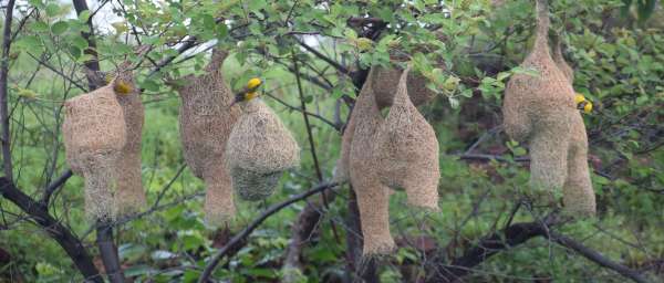 Handicraft of Baya bird: Beautiful houses are being made by adding straws...... see photos