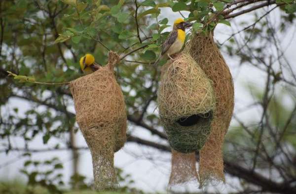 Handicraft of Baya bird: Beautiful houses are being made by adding straws...... see photos