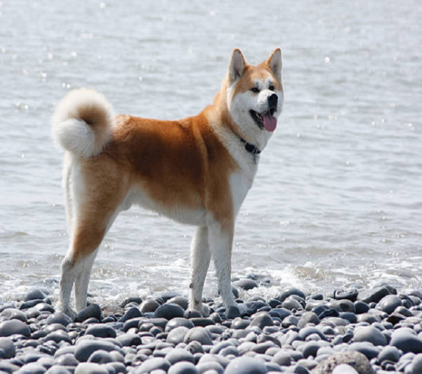 akita.png