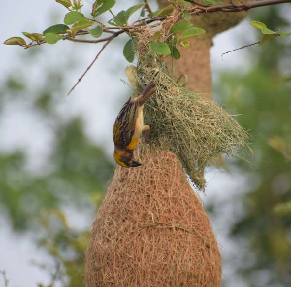Handicraft of Baya bird: Beautiful houses are being made by adding straws...... see photos