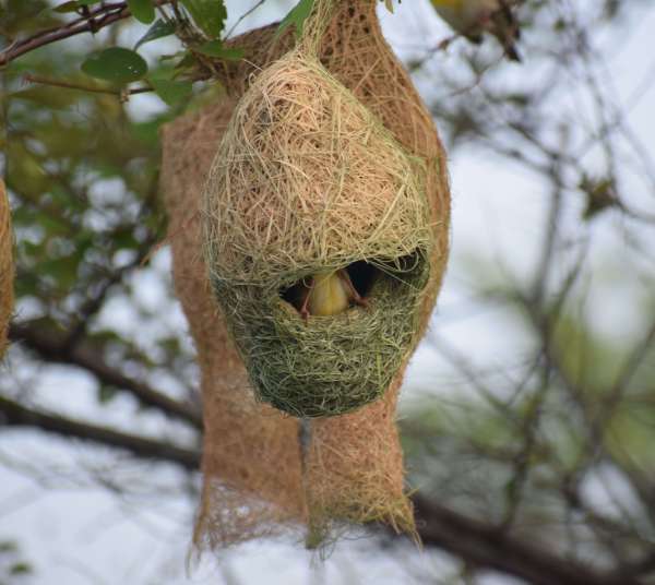 Handicraft of Baya bird: Beautiful houses are being made by adding straws...... see photos