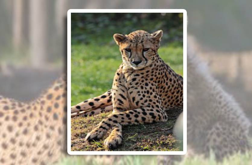 continuous_death_of_cheetahs_in_kuno_now_female_cheetah_found_dead_in_kuno_forest_cheetah_death_reason_in_kuno_madhyapradesh_in_india.jpg