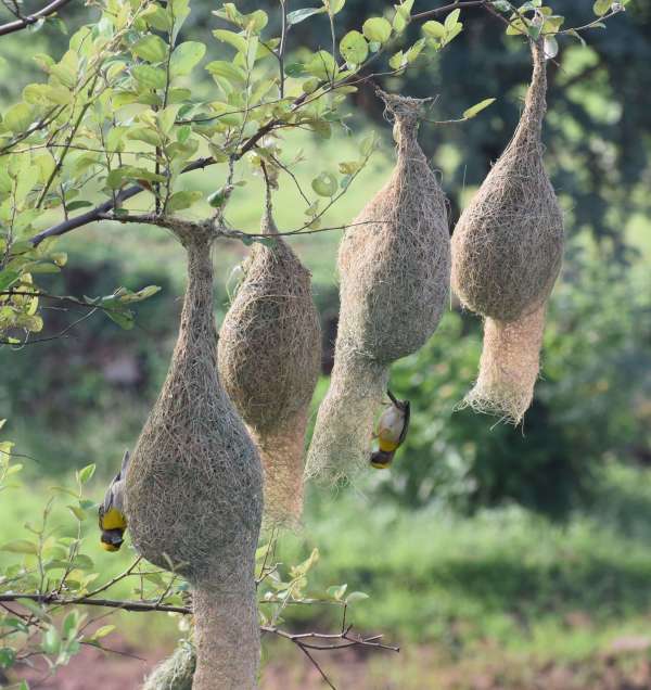 Handicraft of Baya bird: Beautiful houses are being made by adding straws...... see photos