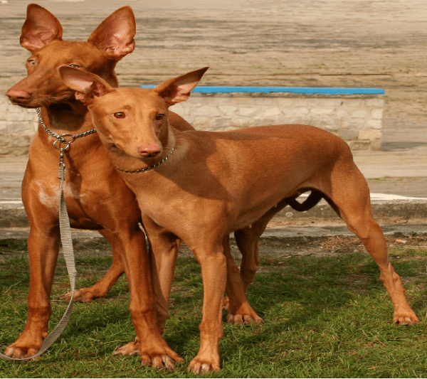 pharaoh_hound.png