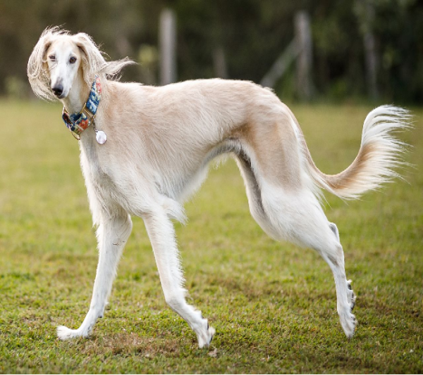 saluki.png