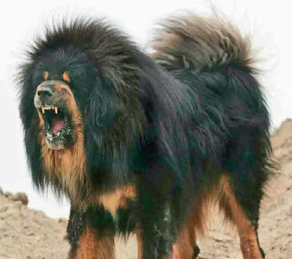 tibetan_mastiff.png