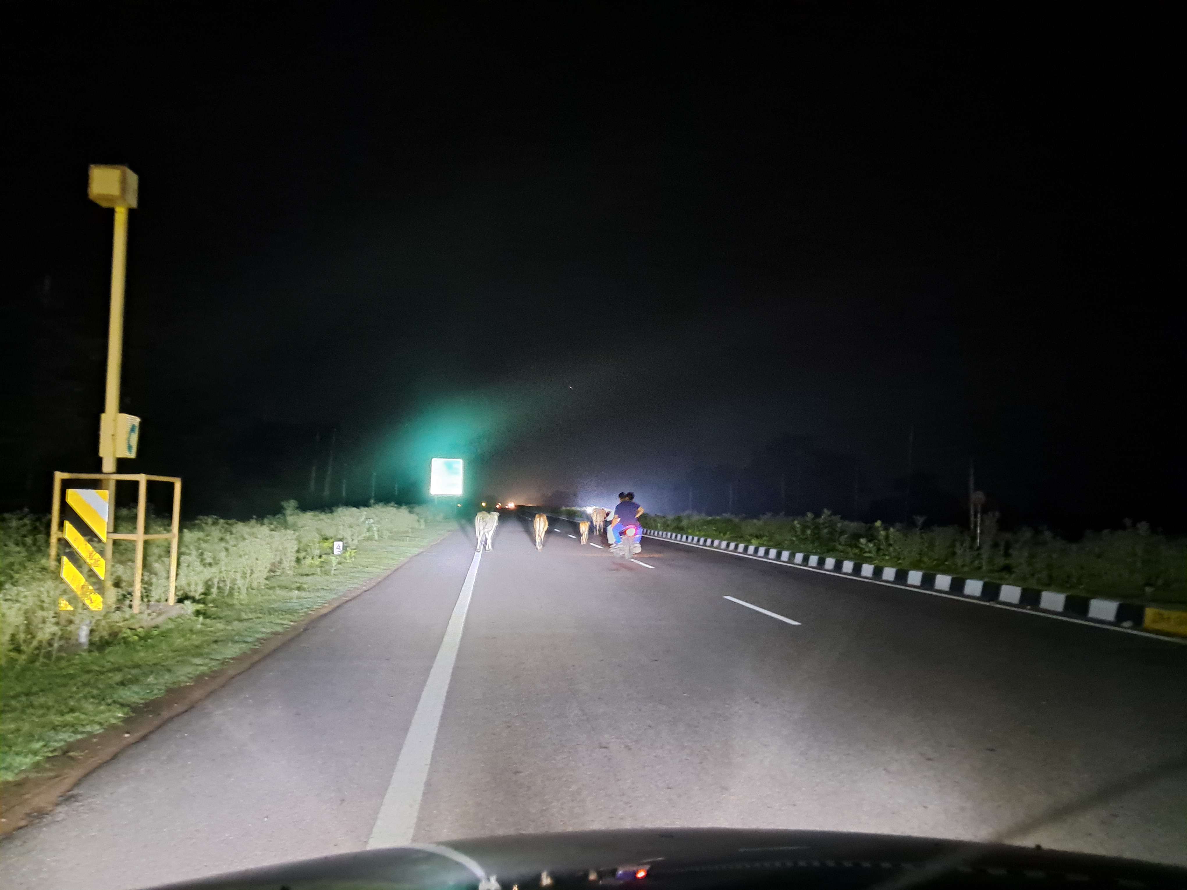 झांसी खजुराहो फोरलेन पर आवारा मवेशी बन रहे दुर्घटना का कारण