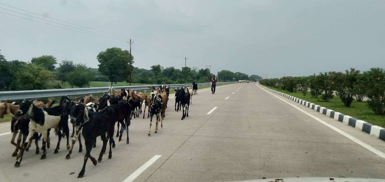 झांसी खजुराहो फोरलेन पर आवारा मवेशी बन रहे दुर्घटना का कारण